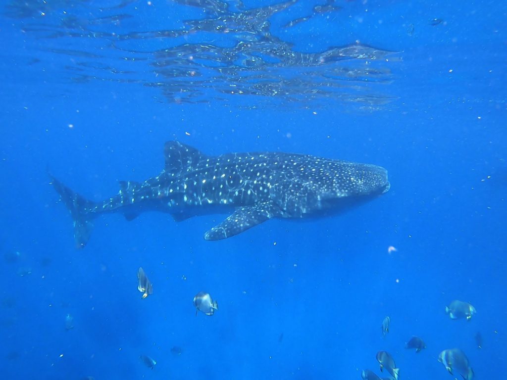 Where To Find Whale Shark Indonesia? 