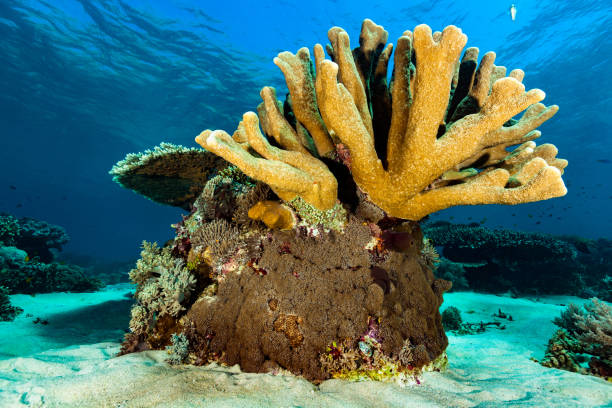 Crystal clear underwater scenery with many species of soft and hard corals