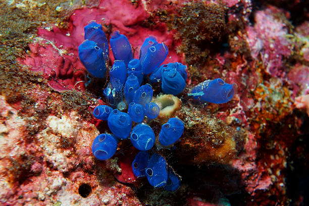 A group of bright blue social tunicates on a Wakatobi, Indonesia, coral reef