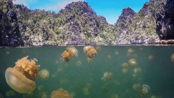 Jellyfish lake in Misool, Lenkamana, Raja Ampat, Indonesia