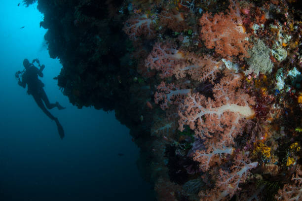 A diver explores a vibrant coral reef in Komodo National Park, Indonesia. This region harbors extraordinary marine biodiversity and is a popular destination for divers and snorkelers.