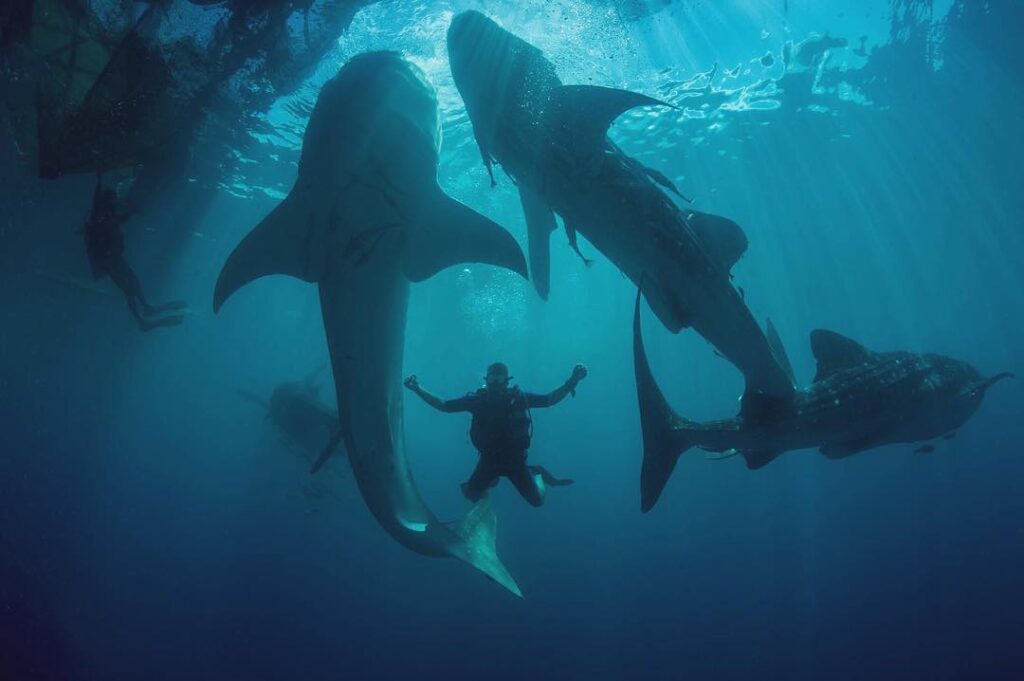 diving indonesia with whale shark