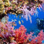 Batu Bolong vs. Castle Rock: Which Komodo Diving Site Wins?