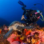 Komodo diving