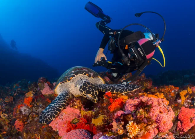 North to South: What Changes When Diving Komodo?