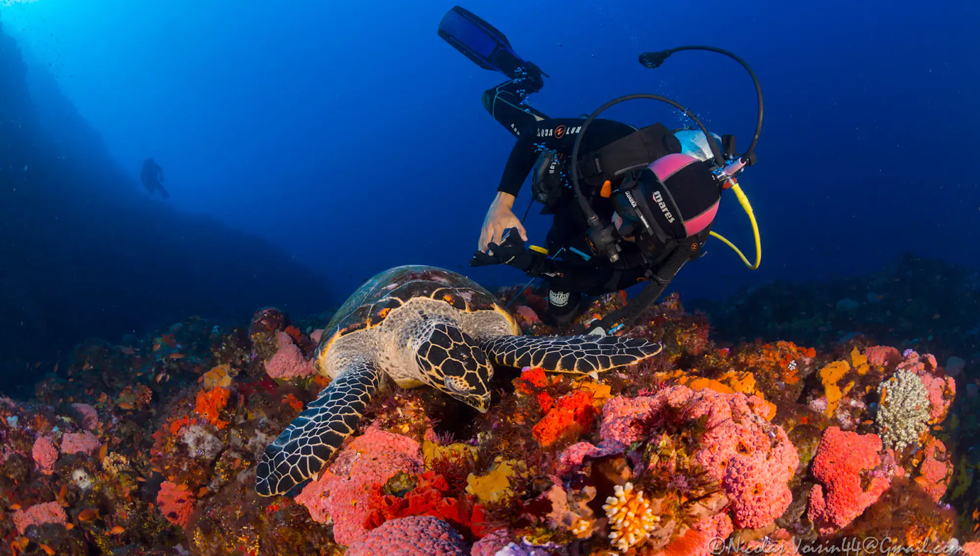 North to South: What Changes When Diving Komodo?